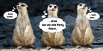 Ansicht 3 - Einladung Erdmännchen
